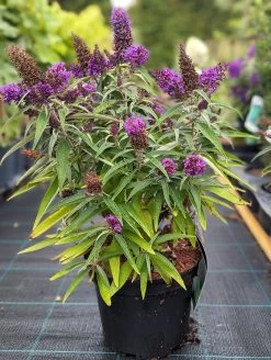 Schmetterlingsflieder Butterfly Candy® (versch. Farben) Buddleja Davidii 14 Schmetterlingsflieder Butterfly Candy® (versch. Farben) Buddleja Davidii -Pflanzensamenladen Butterfly Candy
