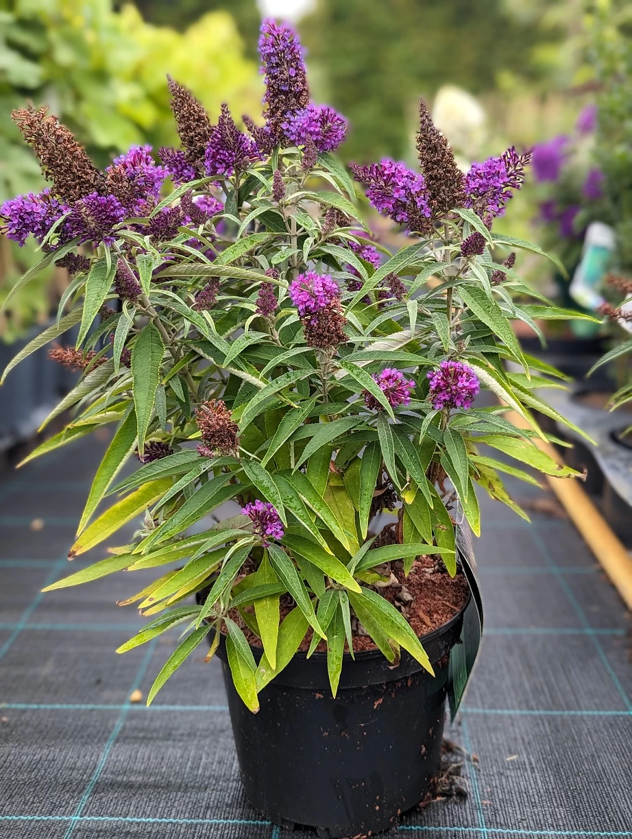 Schmetterlingsflieder Butterfly Candy® (versch. Farben) Buddleja Davidii 8 Schmetterlingsflieder Butterfly Candy® (versch. Farben) Buddleja Davidii – Bild 7