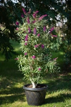 Säulen-Sommerflieder `Butterfly Tower´ Buddleja Davidii `Butterfly Tower´ -Pflanzensamenladen Butterfly Tower Kordes Jungpflanzen2