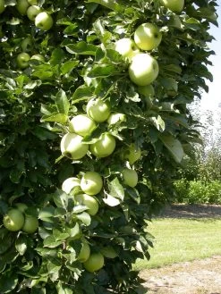 Zwergapfel `Cactus´ Malus Domestica `Cactus´ 9 Zwergapfel `Cactus´ Malus Domestica `Cactus´ -Pflanzensamenladen Cactus 1