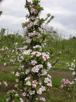 Zwergapfel `Cactus´ Malus Domestica `Cactus´ 8 Zwergapfel `Cactus´ Malus Domestica `Cactus´ -Pflanzensamenladen Cactus2