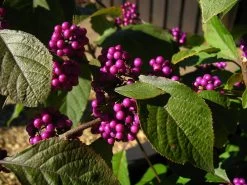 Schönfrucht, Liebesperlenstrauch Callicarpa Bodinieri `Profusion´ 7 Schönfrucht, Liebesperlenstrauch Callicarpa Bodinieri `Profusion´ -Pflanzensamenladen Callicarpa 04