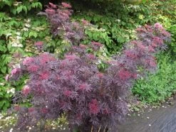Holunder `Cherry Lace´ Sambucus Nigra `Cherry Lace´ -Pflanzensamenladen Cherry LAce3