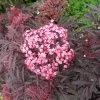 Holunder `Cherry Lace´ Sambucus Nigra `Cherry Lace´ 2 Holunder `Cherry Lace´ Sambucus Nigra `Cherry Lace´ -Pflanzensamenladen Cherry Lace