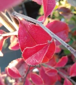 Chinesische Quitte / Holzquitte Pseudocydonia Sinensis -Pflanzensamenladen Chinesische Quitte Holzquitte Pseudocydonia
