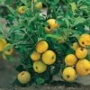 Nordische Zitrone, Zierquitte `Cido´ Chaenomeles Japonica `Cido´ -Pflanzensamenladen Cido