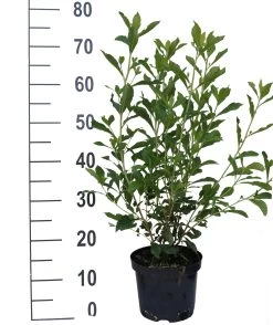 Zimterle - Clethra Clethra Alnifolia -Pflanzensamenladen Clethra Ruby Spice