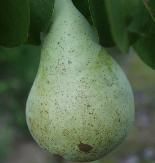 Condo Pyrus Communis `Condo´ 4 Condo Pyrus Communis `Condo´ – Bild 2