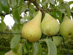 Condo Pyrus Communis `Condo´ 7 Condo Pyrus Communis `Condo´ -Pflanzensamenladen Condo 3