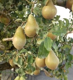 Conference Pyrus Communis `Conference 8 Conference Pyrus Communis `Conference -Pflanzensamenladen Conference Birne