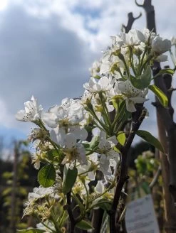 Conference Pyrus Communis `Conference 9 Conference Pyrus Communis `Conference -Pflanzensamenladen Conference Bl te