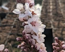 Zwergpfirsich `Crimson Bonfire´ Prunus Persica `Crimson Bonfire´ -Pflanzensamenladen Crimson Bonfire