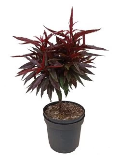 Zwergpfirsich `Crimson Bonfire´ Prunus Persica `Crimson Bonfire´