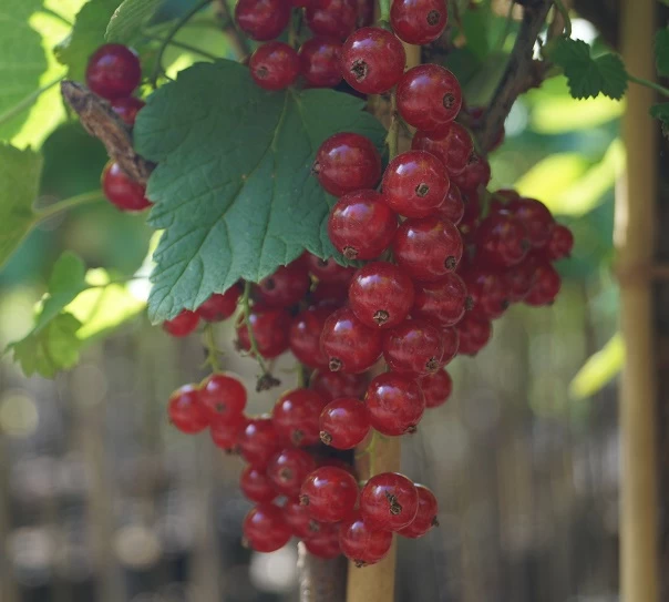 Rolan Ribes Rubrum `Rolan´ 5 Rolan Ribes Rubrum `Rolan´ – Bild 3