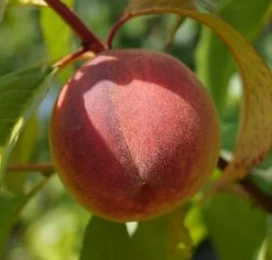 Pfirsich Red Haven Prunus Persica `Red Haven´ 15 Pfirsich Red Haven Prunus Persica `Red Haven´ -Pflanzensamenladen DSC01689