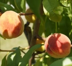 Pfirsich Red Haven Prunus Persica `Red Haven´ 14 Pfirsich Red Haven Prunus Persica `Red Haven´ -Pflanzensamenladen DSC01694