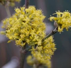 Großfrüchtige Kornelkirsche `Schönbrunner Gourmet Dirndl´ Cornus Mas `Schönbrunner Gourmetdirndl´ -Pflanzensamenladen DSC02022