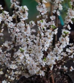 Nankingkirsche `Orient´ Prunus Tomentosa Orient -Pflanzensamenladen DSC02034