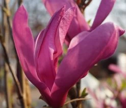 Purpur-Magnolie `Susan´ Magnolia Liliiflora `Susan´ -Pflanzensamenladen DSC02065