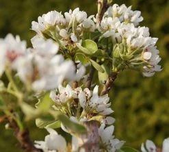 Säulenbirne `Condo´ Pyrus Communis `Condo´ -Pflanzensamenladen DSC02068