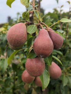 Säulenbirne `Decora´ Pyrus Communis `Decora´ -Pflanzensamenladen Decora 5