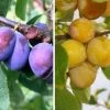 Duo-Obst, Hauszwetsche & Nancy Mirabelle Prunus Domestica -Pflanzensamenladen Duo Hauszwetsche Nancynxn2YUf67IkNG