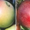 Duo-Apfelbaum `James Grieve´ & `Finkenwerder Prinz´ Malus Domestica 2 Duo-Apfelbaum `James Grieve´ & `Finkenwerder Prinz´ Malus Domestica -Pflanzensamenladen Duo James GRieve und Roter Boskoop 1