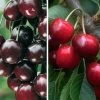 Duo-Kirschbaum `Sunburst´ & `Kordia´ 150-175cm Prunus Avium -Pflanzensamenladen Duo Kirsche SUnburst burlat 1