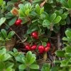 Echte Bärentraube Arctostaphylos Uva-ursi -Pflanzensamenladen Echte B rentraube1