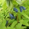 Sibirische Blaubeere `Eisbär´ Lonicera Kamtschatica `Eisbär´ -Pflanzensamenladen Eisb r Kordes Jungpflanzen