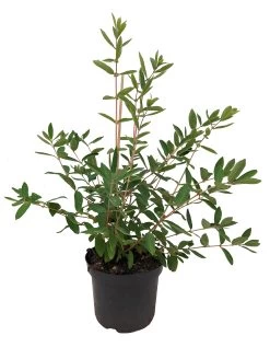 Sibirische Blaubeere `Eisbär´ Lonicera Kamtschatica `Eisbär´ -Pflanzensamenladen Eisb r weiss