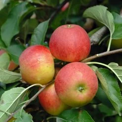 Elstar ® Malus Domestica -Pflanzensamenladen Elstar