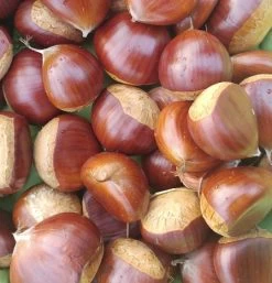 Duo-Esskastanie, Belle Epine & Bouche De Betizac Castanea Sativa -Pflanzensamenladen Esskastanie Belle EpineGmNJQelgJyOMr