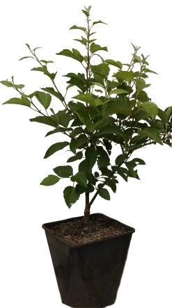 Zierapfel `Evereste´ Malus 10 Zierapfel `Evereste´ Malus -Pflanzensamenladen Evereste