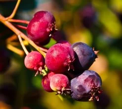 Felsenbirne `Saskablue®´ Amelanchier Alnifolia `Saskablue´