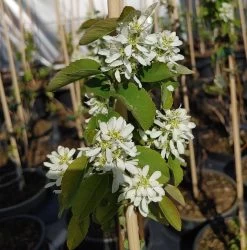 Aufrecht Wachsende Felsenbirne `Obelisk´ Amelanchier Alnifolia `Obelisk´