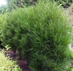 Farnblättriger Säulen-Faulbaum `Fine Line´ Rhamnus Frangula `Fine Line´ 12 Farnblättriger Säulen-Faulbaum `Fine Line´ Rhamnus Frangula `Fine Line´ -Pflanzensamenladen Fine LIne Kordes Jungpflanzen