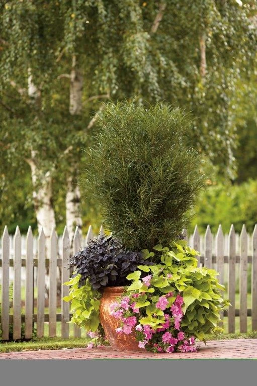 Farnblättriger Säulen-Faulbaum `Fine Line´ Rhamnus Frangula `Fine Line´ 8 Farnblättriger Säulen-Faulbaum `Fine Line´ Rhamnus Frangula `Fine Line´ – Bild 6