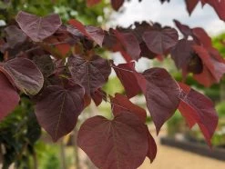 Judasbaum `Forest Pansy´ Cercis Canadensis -Pflanzensamenladen Forest Pansy1
