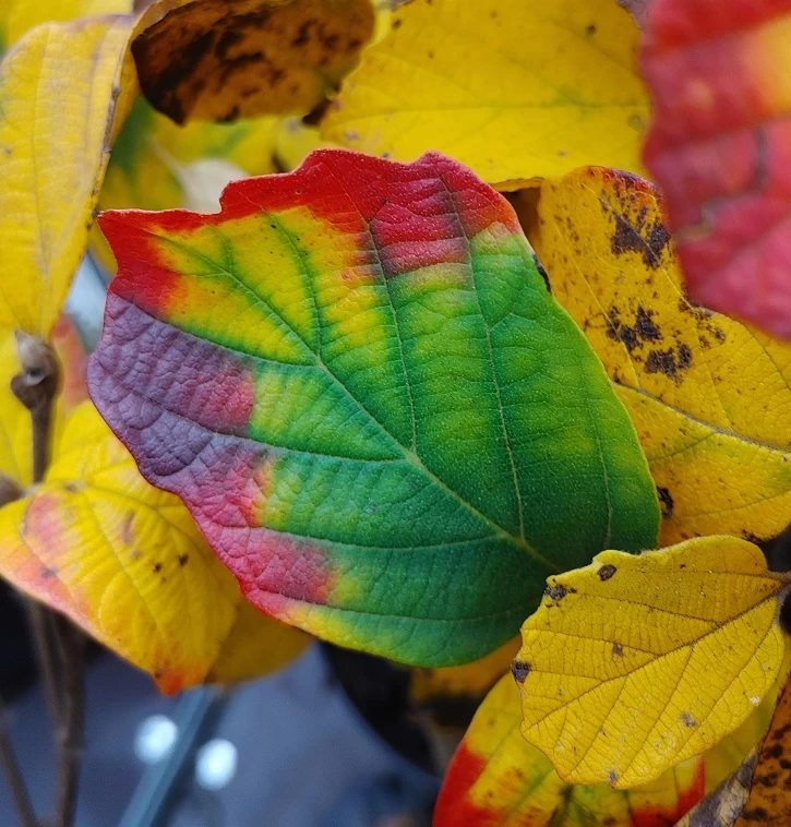 Großer Federbuschstrauch Fothergilla Major 6 Großer Federbuschstrauch Fothergilla Major – Bild 4