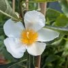 Franklinia Alatamaha "Franklinie / Franklinbaum" Franklinia Alatamaha 1 Franklinia Alatamaha "Franklinie / Franklinbaum" Franklinia Alatamaha -Pflanzensamenladen Franklina Bl te