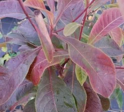 Franklinia Alatamaha "Franklinie / Franklinbaum" Franklinia Alatamaha -Pflanzensamenladen Frankliniha