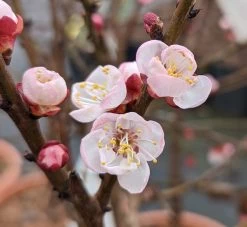 Zwerg-Aprikose `Garden Aprigold® ´ Prunus Armeniaca `Garden Aprigold´ -Pflanzensamenladen Garden Aprigold Bl te