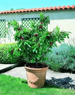 Zwerg-Süßkirsche `Garden Bing®´ Prunus Avium `Garden Bing´