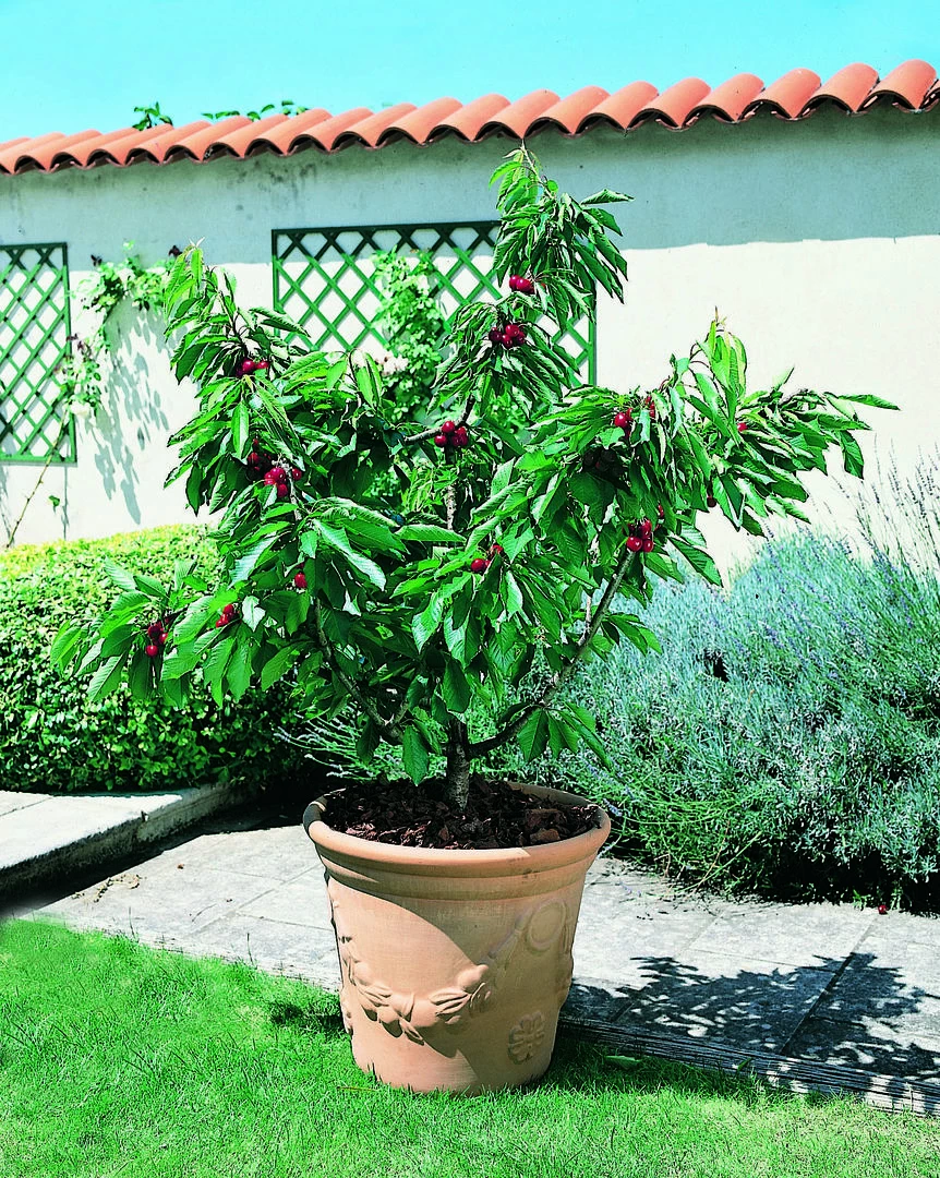 Zwerg-Süßkirsche `Garden Bing®´ Prunus Avium `Garden Bing´ 3 Zwerg-Süßkirsche `Garden Bing®´ Prunus Avium `Garden Bing´