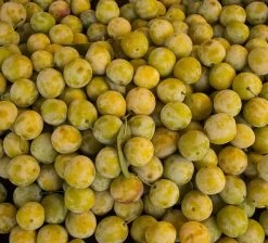 Oullins Reneklode Prunus Domestica Subsp. Italica `Oullins´