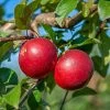 Gerlinde ® Malus Domestica -Pflanzensamenladen GerlindeRUQRs7DqhHjrf