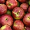 Gewürzluiken Malus Domestica `Gewürzluiken´ -Pflanzensamenladen Gew rzluiken1