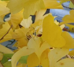 Ginkgo / Fächerblattbaum Ginkgo Biloba 7 Ginkgo / Fächerblattbaum Ginkgo Biloba -Pflanzensamenladen Ginkgo biloba Herbstf rbung