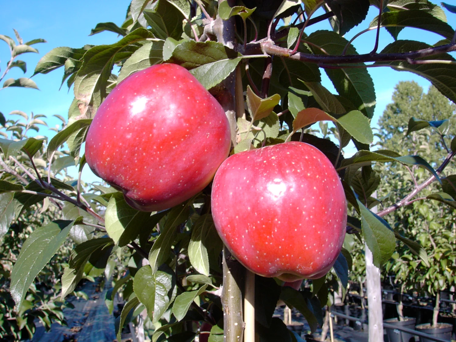 Gloster Malus Domestica 4 Gloster Malus Domestica – Bild 2